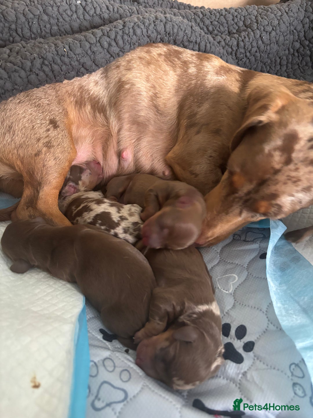 Miniature Dachshund dogs for sale: Miniature dachshund  - Image 11