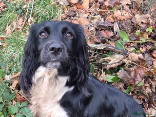 English Springer Spaniel dogs KC registered springer pups - Advert 1