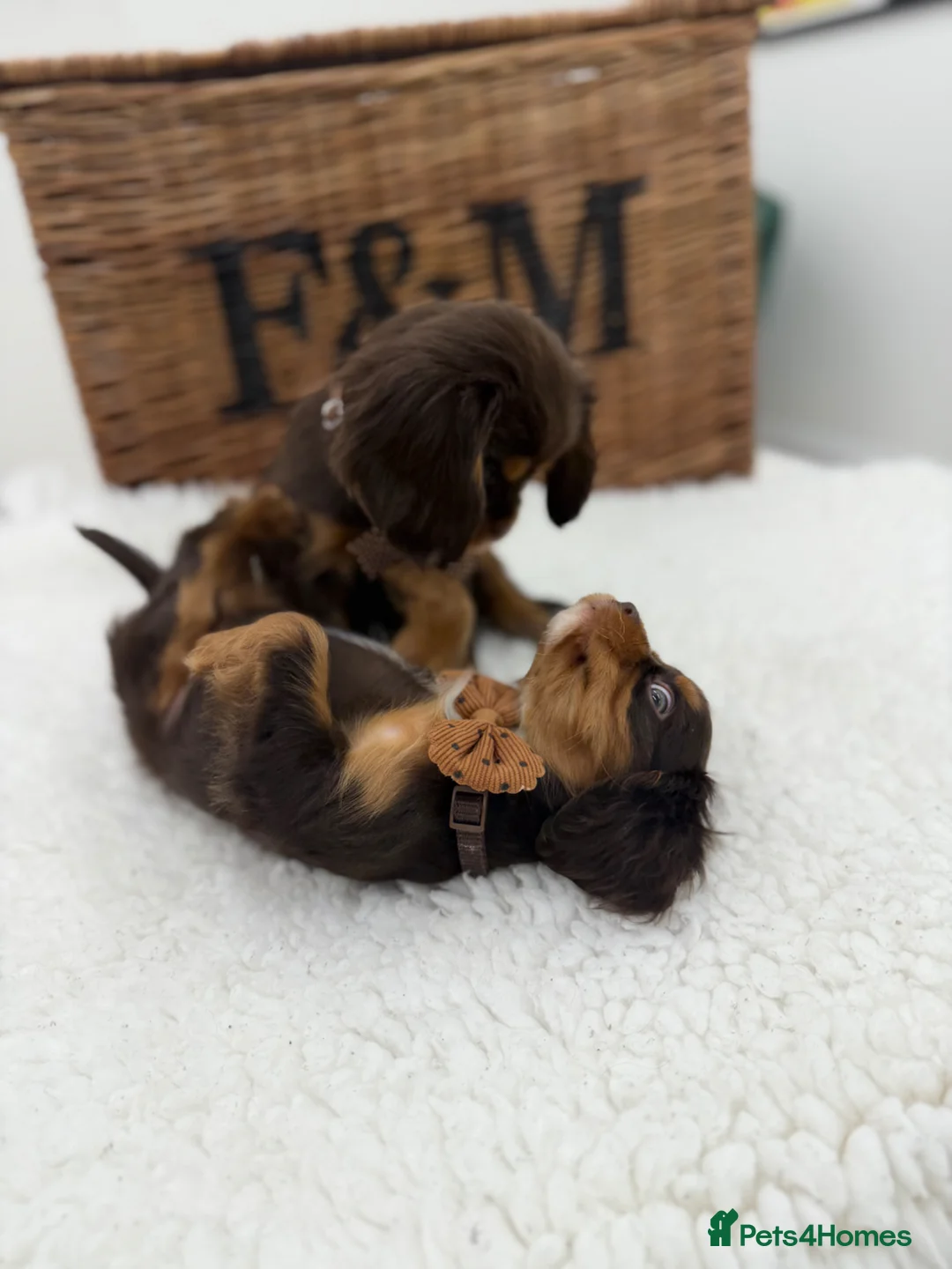 Cavalier King Charles Spaniel dogs for sale: Choc & Ruby Cavaliers E ** tensively Health Tested - Advert 2