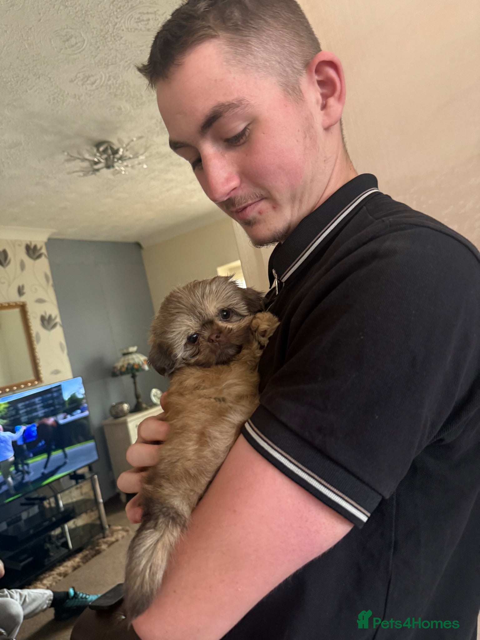 Shih Tzu dogs 🐾 Beautiful Imperial Shih Tzu Boy – Ready Now 🐾 - Advert 2
