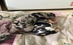 Mixed Breed dogs for sale: Blue merle and golden retriever puppies - Image 3
