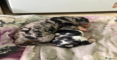 Mixed Breed dogs - Advert 7