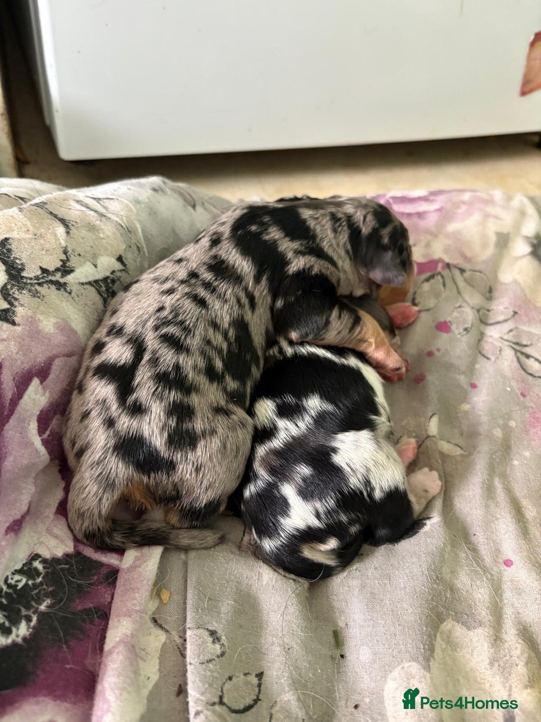 Mixed Breed dogs for sale: Blue merle and golden retriever puppies - Image 3