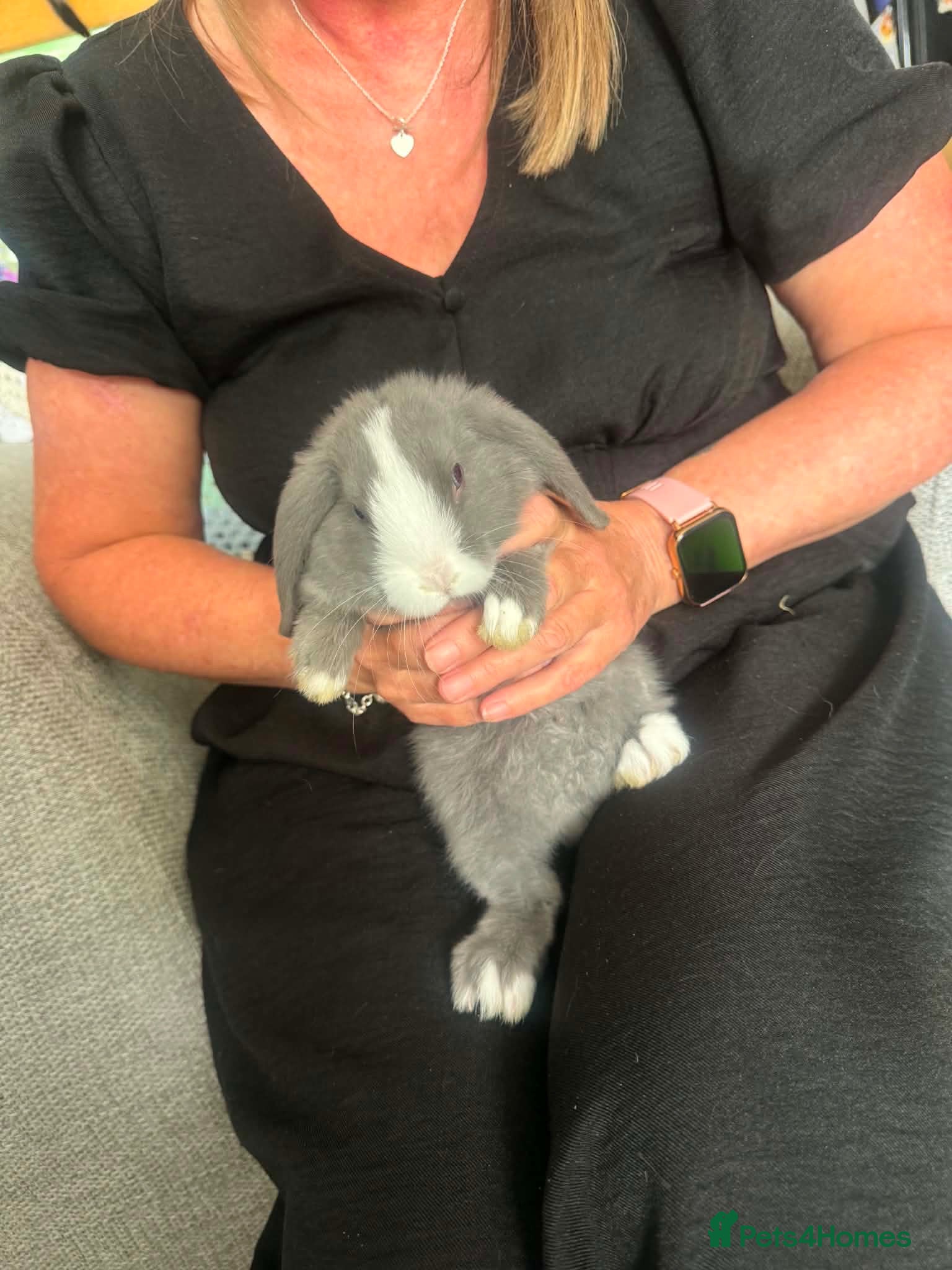 Mixed Breed rabbits Baby bunnies 2BOYS LEFT  - Advert 12