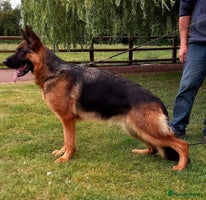 German Shepherd dogs - Advert 2