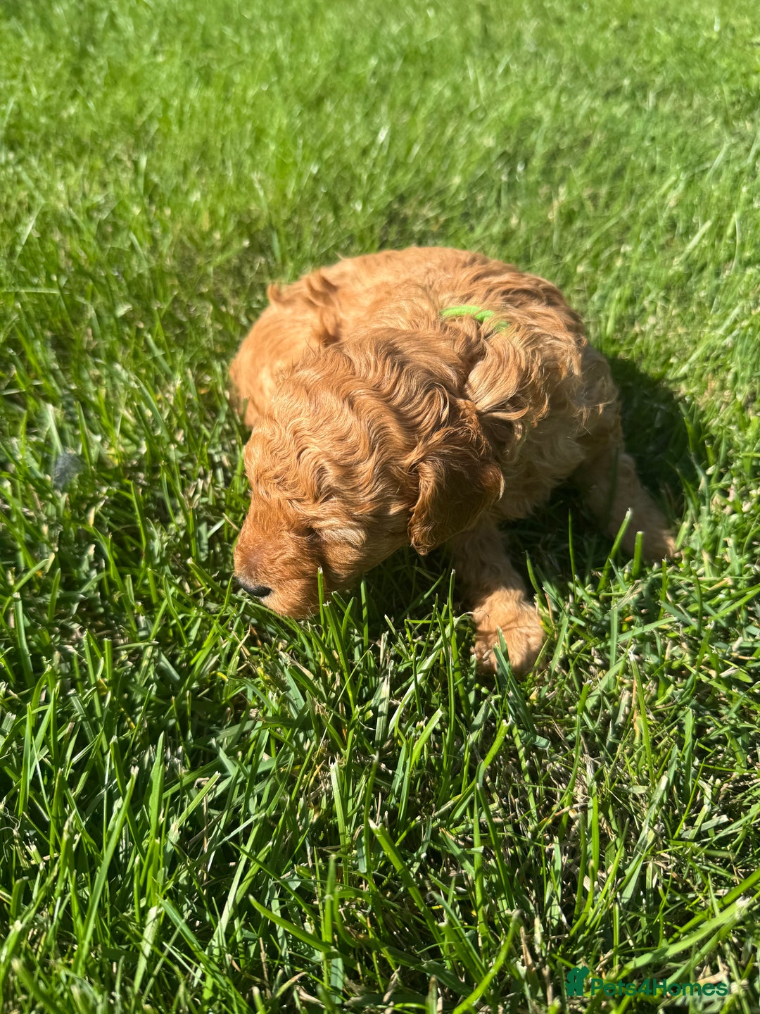 Miniature Poodle dogs for sale: KC registered Miniature Red poodles for Sale - Image 22