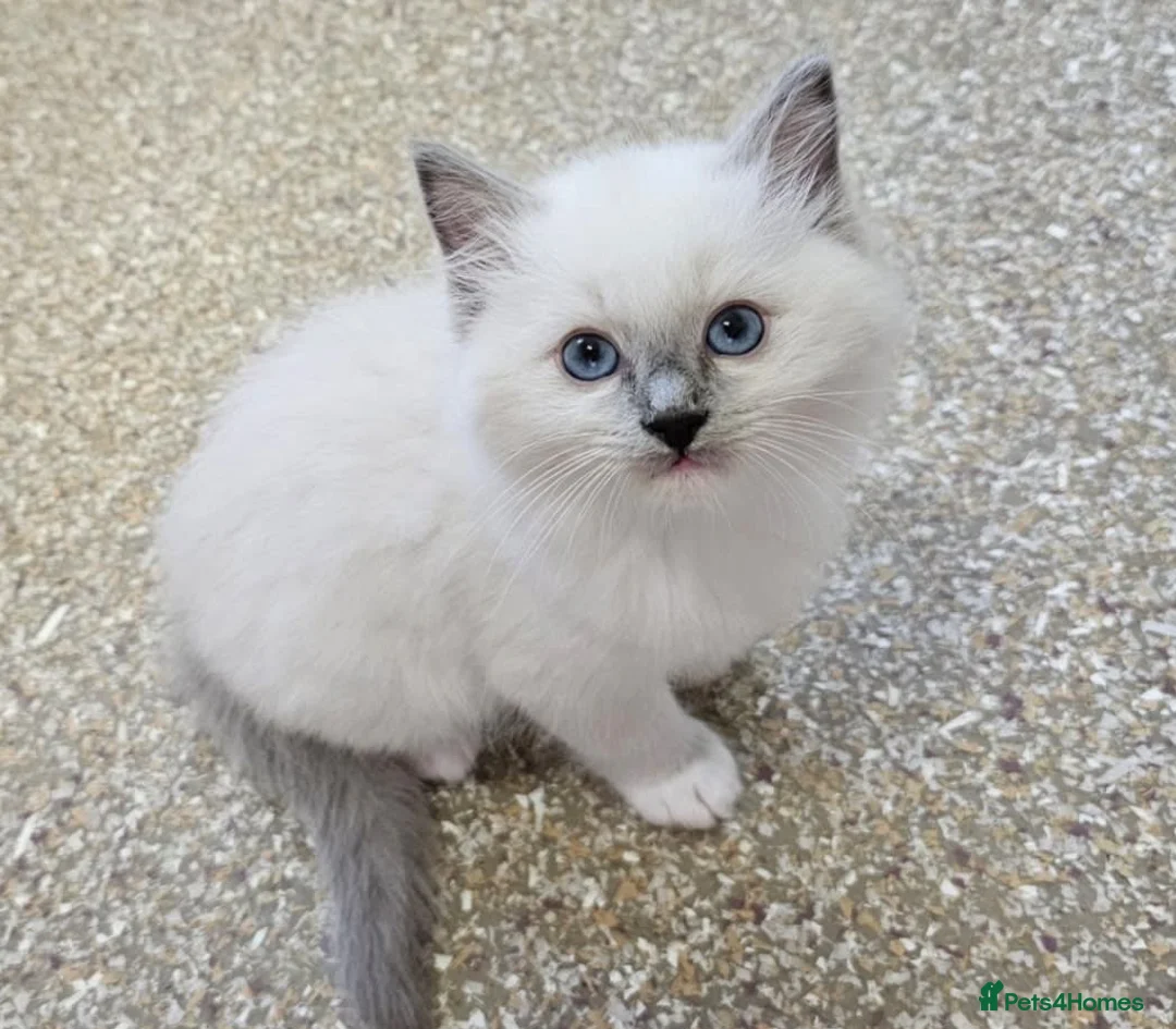 Ragdoll cats for sale: Gorgeous blue point Rag doll kitties - Advert 3