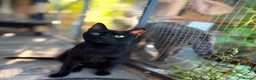 Mixed Breed cats for adoption: Meet Tomcat – a gentle soul looking for love. in Edinburgh - Advert 1