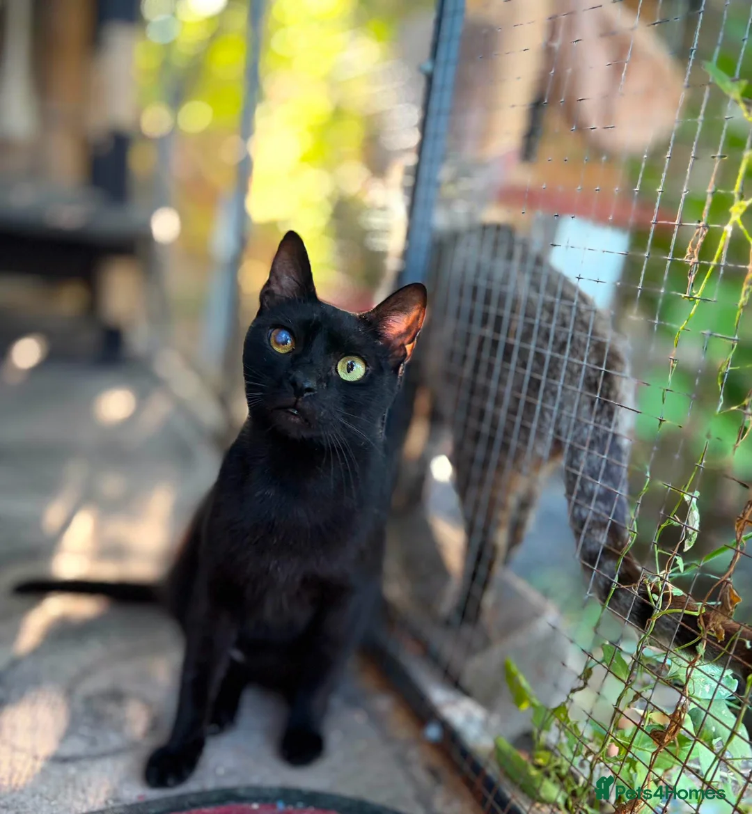 Mixed Breed cats for adoption: Meet Tomcat – a gentle soul looking for love. in Edinburgh - Advert 1