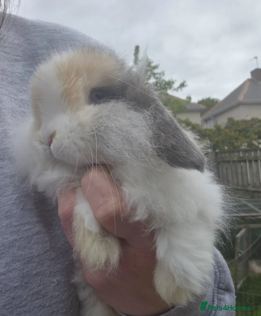 Mini Lop rabbits for sale: Cashmere mini lop buck  - Advert 1