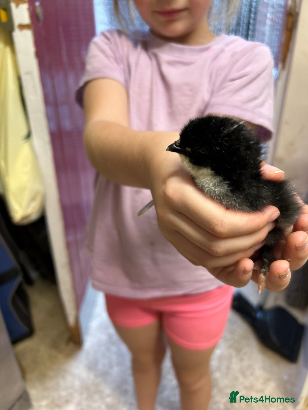 Chickens poultry for sale: Large Fowl Hybrid Chicks For Sale. Day olds  - Image 6