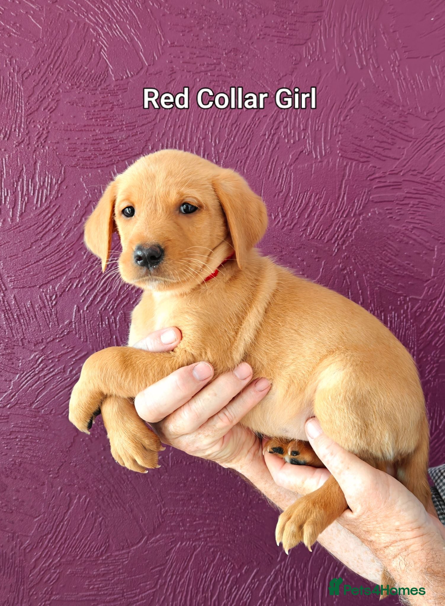 Labrador Retriever dogs Kc Reg Fox Red Labs From Health Tested Parents  - Advert 1