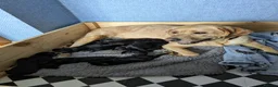 Mixed Breed dogs for sale: Stunning predominately black lab/rottie puppies in Rochester - Advert 5