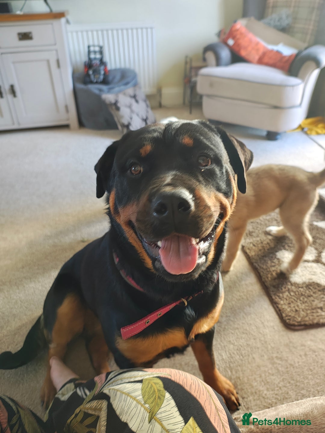 Rottweiler dogs for sale: Loving Rottweiler Bitch looking for a new home - Advert 1