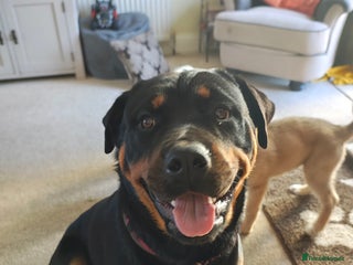 Rottweiler dogs Loving Rottweiler Bitch looking for a new home - Advert 1