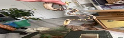 Mixed Breed reptiles for sale: Western Hognose snake and setup  in Eastleigh - Advert 4