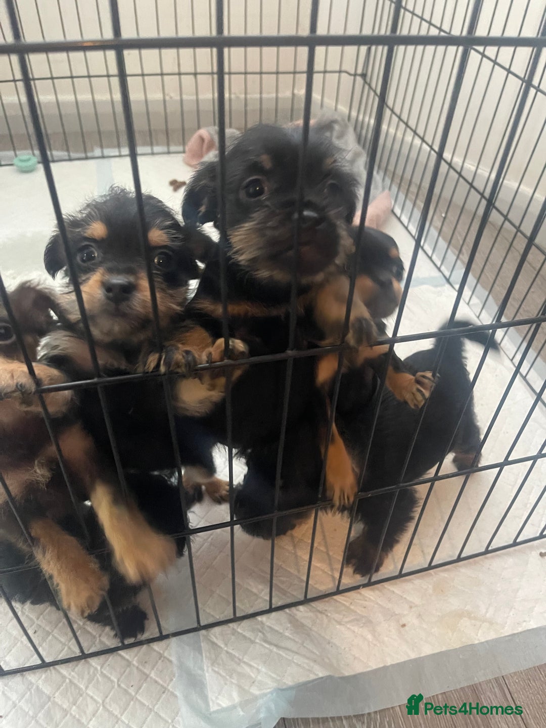 Mixed Breed dogs for sale: Jackapoo/French bulldog  - Advert 29