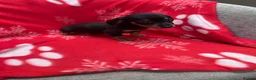 Miniature Dachshund dogs for sale: ****6 beautiful boys 💙💙*** - Advert 26