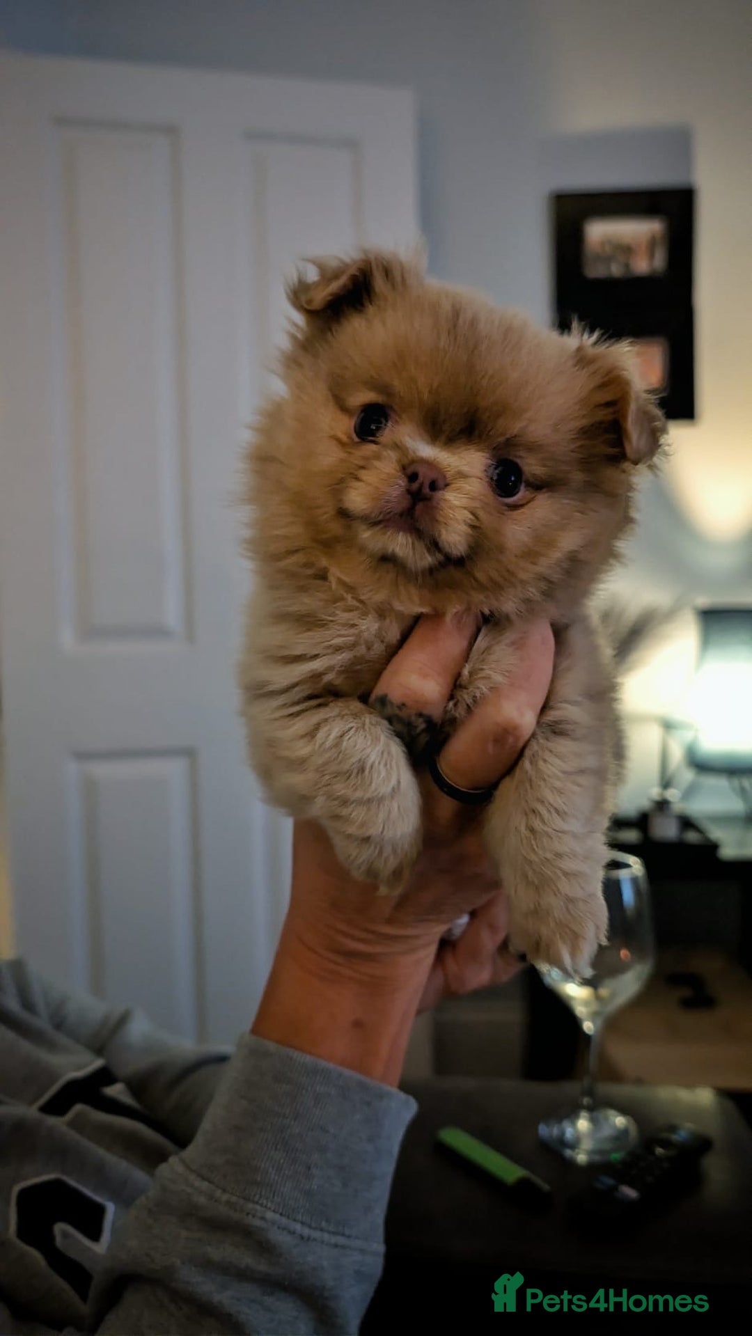 Pomchi dogs for sale: 1 x Fluffy Female Pomchi For Sale  - Advert 1