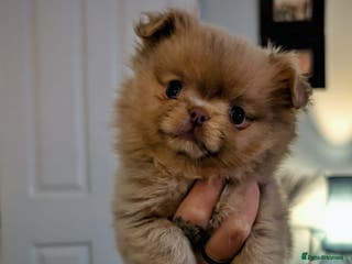 Pomchi dogs 1 x Fluffy Female Pomchi For Sale - Advert 17