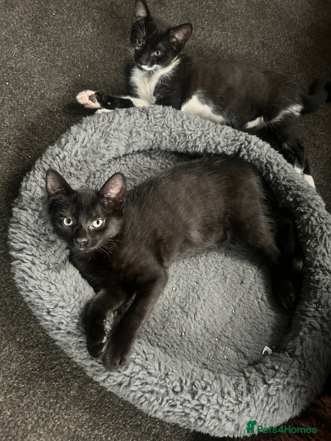 Bombay cats for sale: 2 female kittens for FREE - Image 2