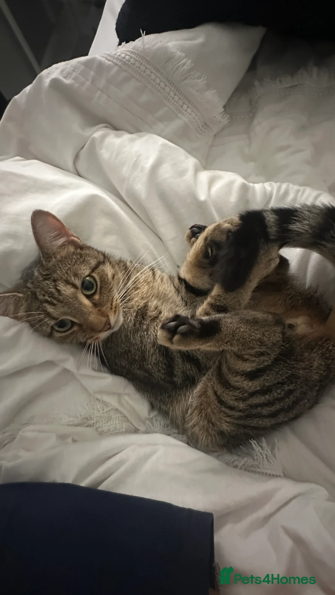 American Wirehair cats for sale: Leo - Affectionate 2 year old cat rehoming needed  - Advert 5