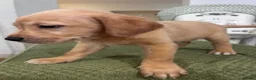 Goldador dogs for sale: Labrador x golden retriever ( goldador) in Llanelli - Advert 4