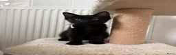 Mixed Breed cats for sale: Little kitten ready for new home - Advert 8