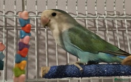 Lovebirds birds for sale: Lovebirds full set up  - Image 3