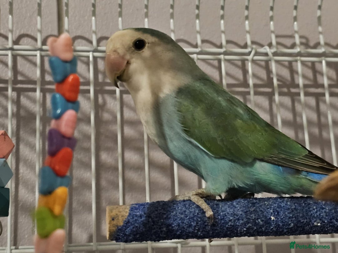 Lovebirds birds for sale: Lovebirds full set up  - Image 3