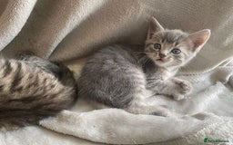 Mixed Breed cats for sale: Gorgeous long haired male female kittens - Image 2
