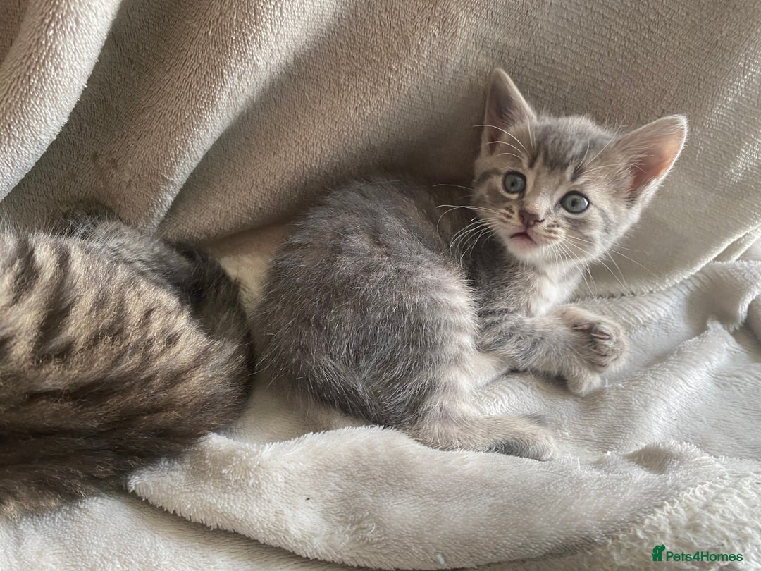 Mixed Breed cats for sale: Gorgeous long haired male female kittens - Image 2