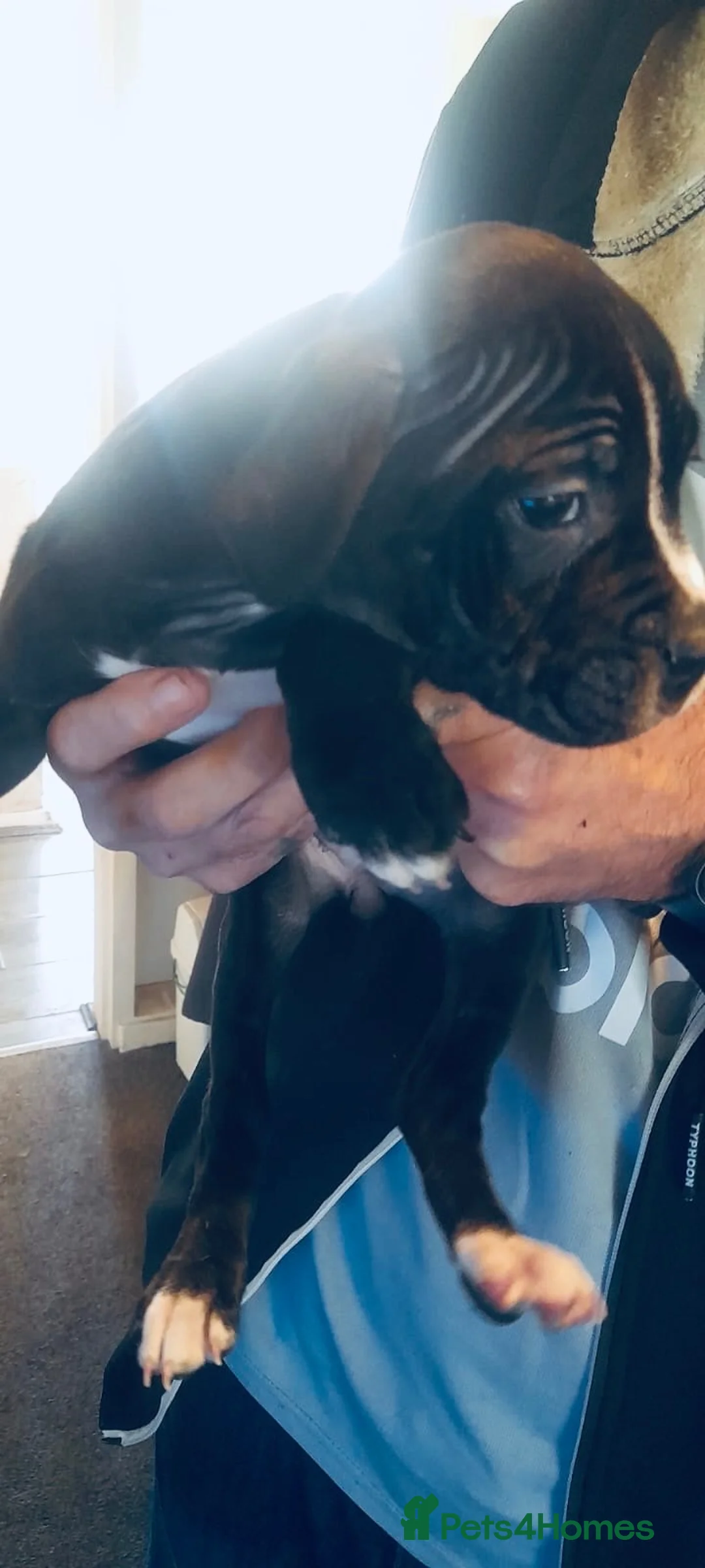 Mixed Breed dogs for sale: Rotticorso x American bulldog  - Advert 2