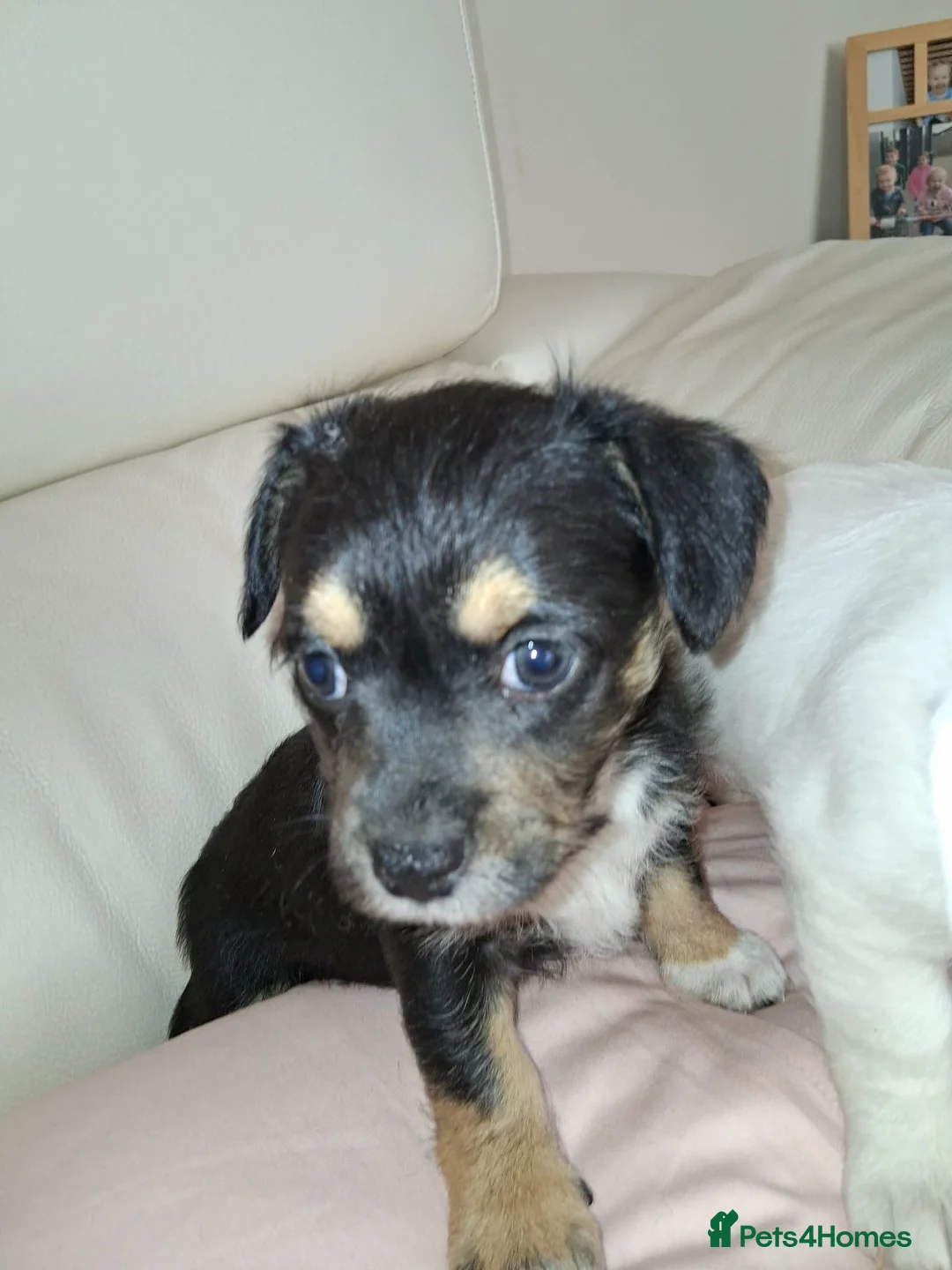 Mixed Breed dogs for sale: Chihuahua x mam dad borderline terrier - Advert 11