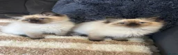 Ragdoll cats for sale: 4 male Ragdoll kittens - Advert 3