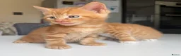 Maine Coon cats for sale: TORTOISESHELL MAINE COON X KITTENS - Advert 34