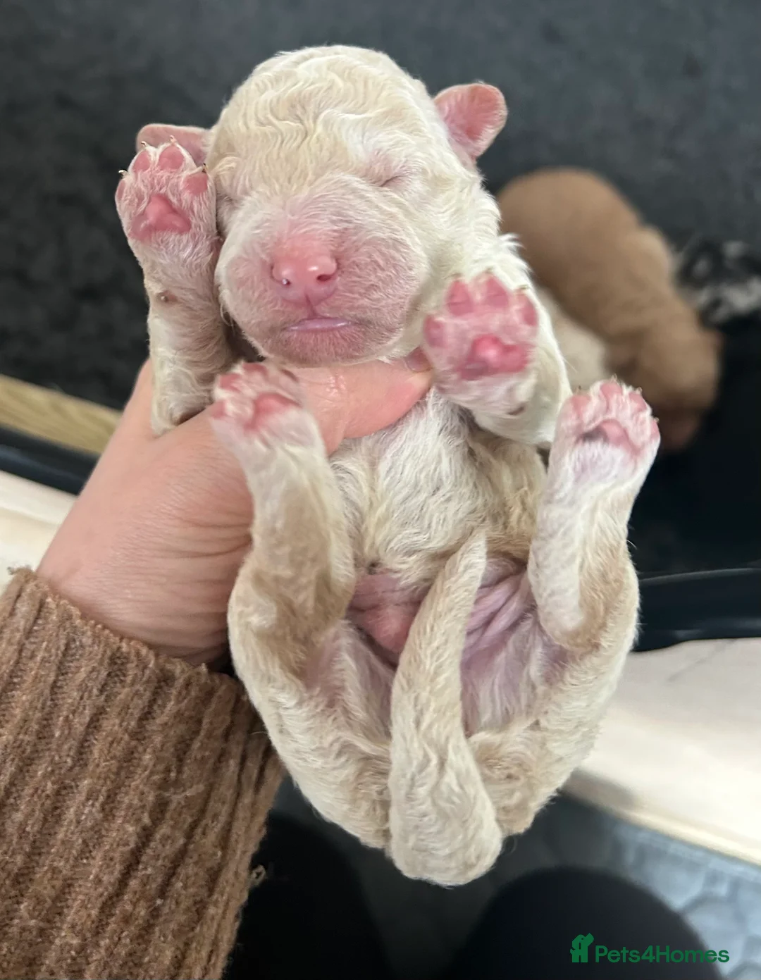 Goldendoodle dogs for sale: Stunning Goldendoodle Pups - Advert 7