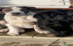 Labradoodle dogs for sale: F1 labradoodles  - Image 19