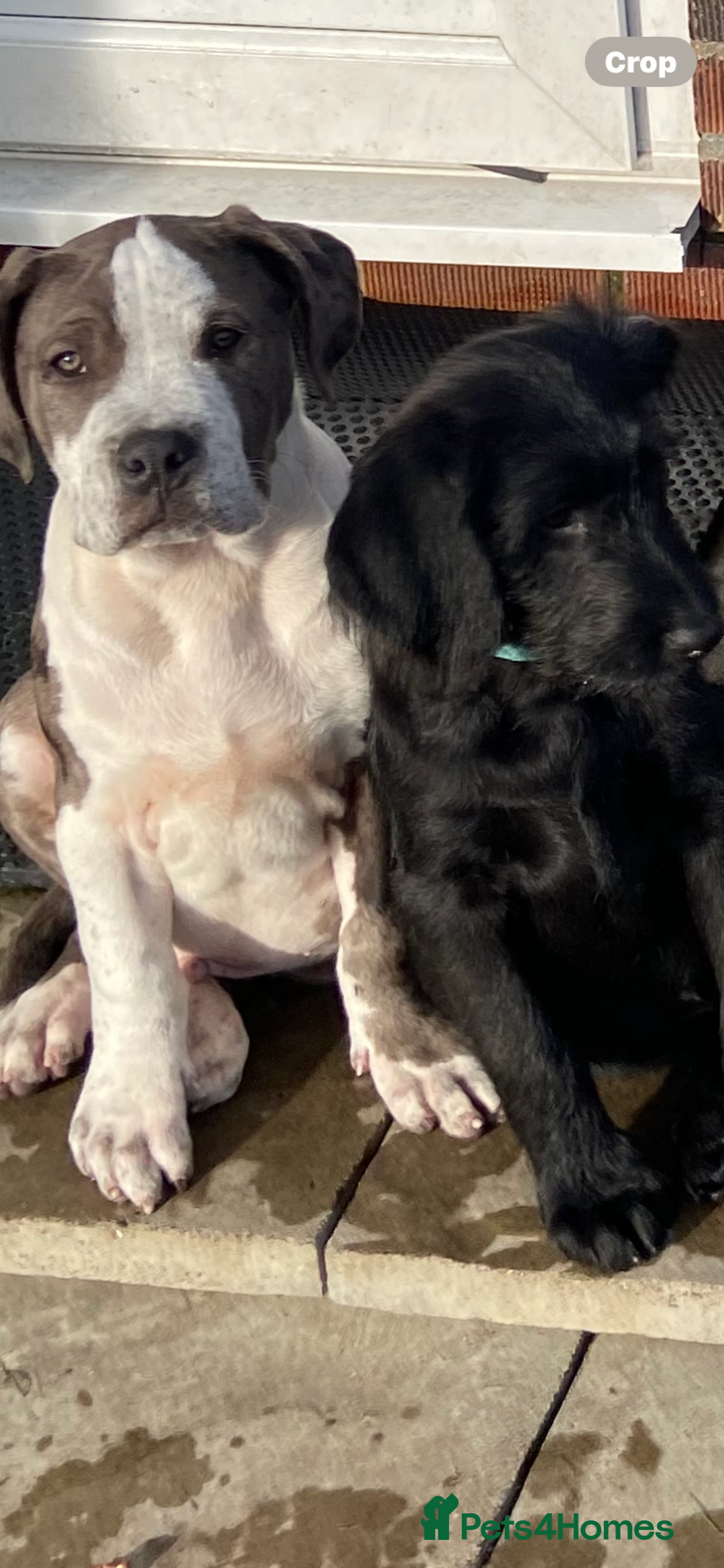 Labradoodle dogs for sale: F1 labradoodles  - Image 19