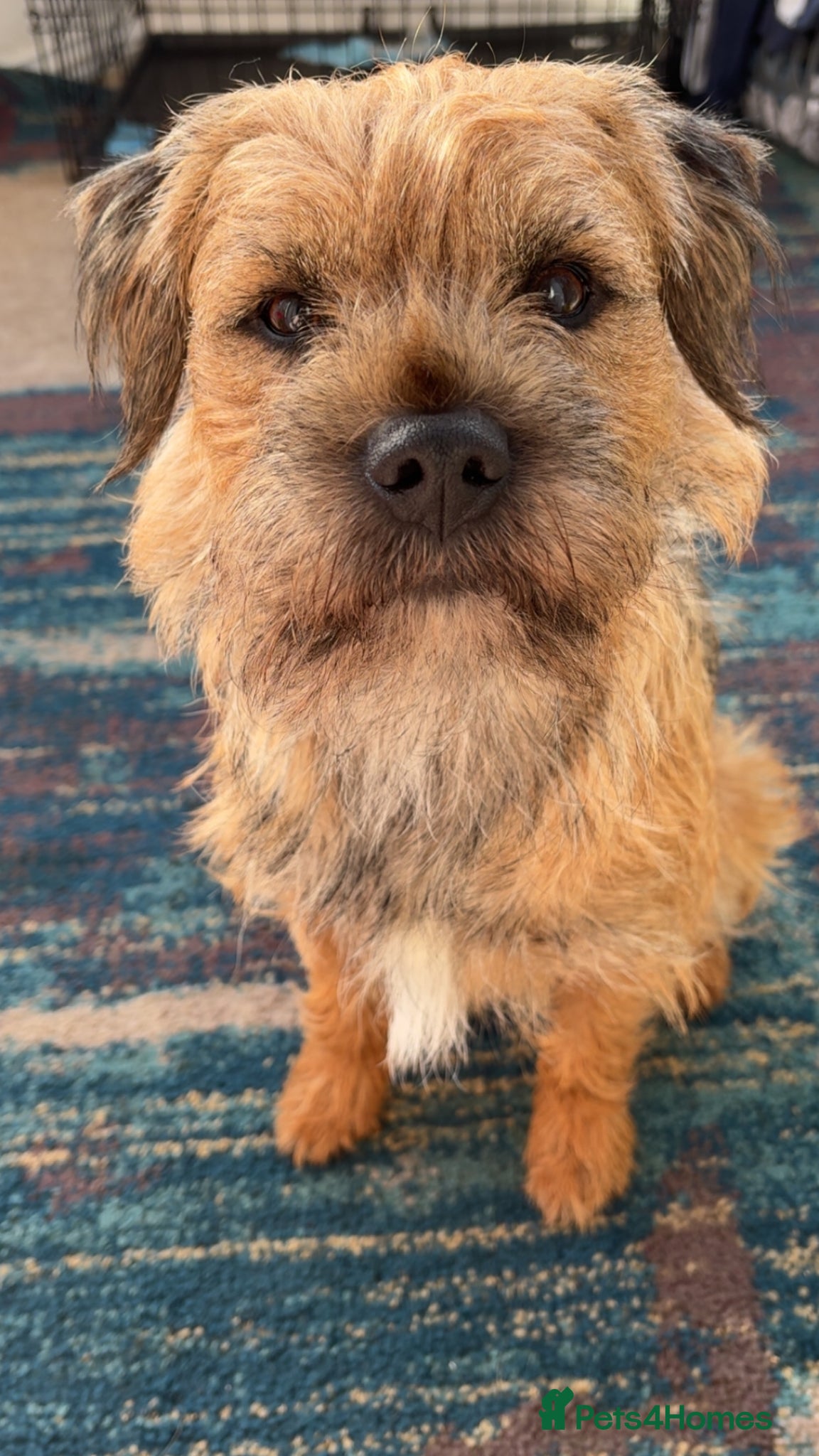 Border Terrier dogs Border terrier stud - Advert 20
