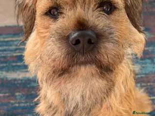 Border Terrier dogs Border terrier stud - Advert 20