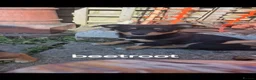 Jack Chi dogs for sale: Jack chi cross terrior  - Advert 5