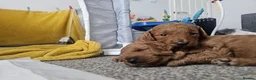 Cavapoo dogs for sale: Beautiful Cavapoo puppies ready for Half Term! - Advert 3