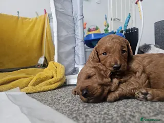 Cavapoo dogs Beautiful Cavapoo puppies for sale - Advert 15