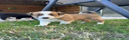 Border Collie dogs for sale: Striking Welsh Red & White Border Collies in Montgomery - Advert 17