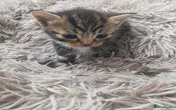 Bengal cats for sale: Kitten boys  - Image 5