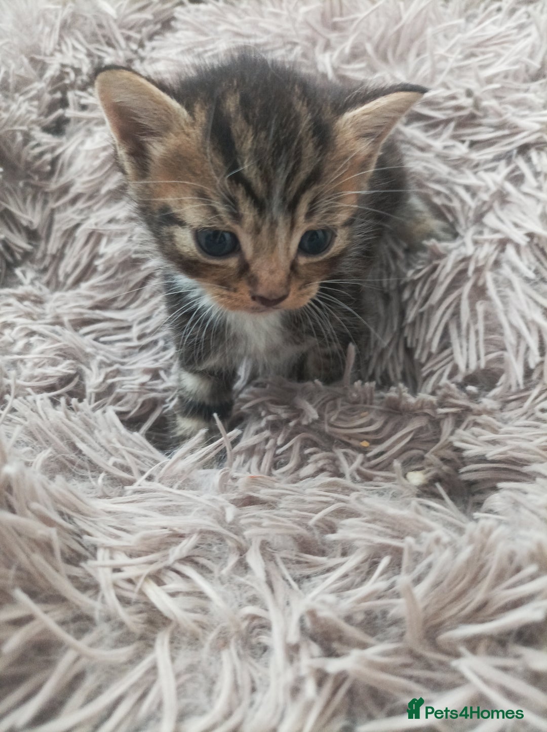 Bengal cats for sale: Kitten boys  - Image 5