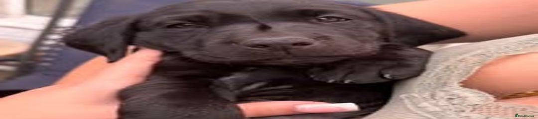 Labrador Retriever Puppy 3