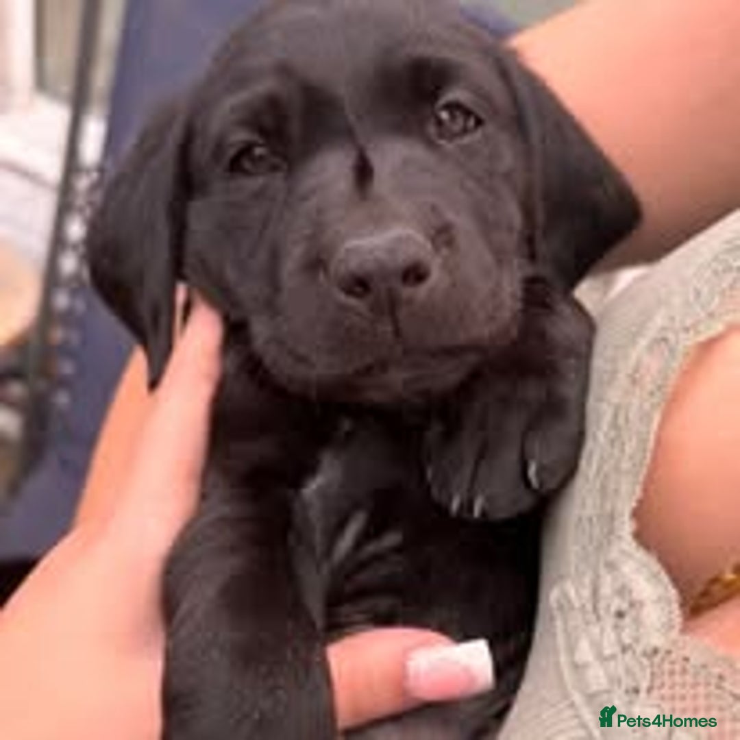 Labrador Retriever dogs for sale: Labrador Puppies for sale in London -KC registered - Image 17