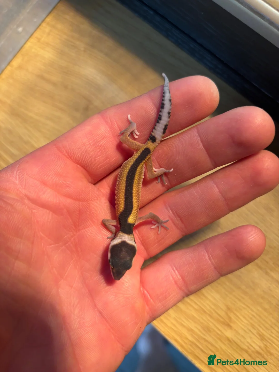 Leopard Gecko reptiles for sale: Baby geckos  - Advert 2